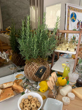 Load image into Gallery viewer, Rosemary Kokedama