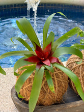 Load image into Gallery viewer, Bromeliad Mini Kokedama - color segun temporada