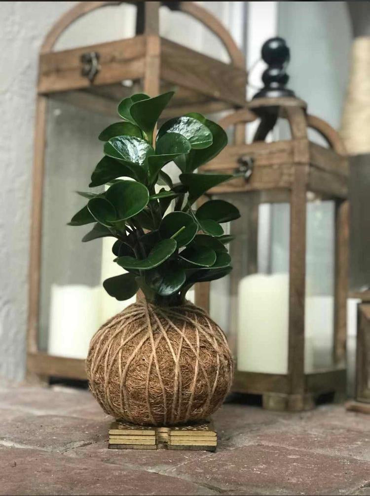 Peperomia / Baby Rubber Plant Kokedama – KOKECUTES