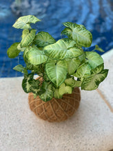 Load image into Gallery viewer, Syngonium Kokedama