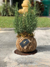 Load image into Gallery viewer, Rosemary Kokedama