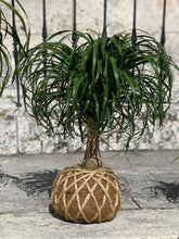 Load image into Gallery viewer, Ponytail Palm - Beaucarnea recurvata - Palma Botella Kokedama