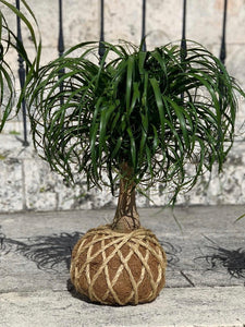 Ponytail Palm - Beaucarnea recurvata - Palma Botella Kokedama