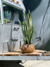 Load image into Gallery viewer, Snake Plant or Mother-in-Law's Tongue Kokedama