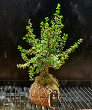 Load image into Gallery viewer, Jade, Dwarf  Kokedama (Portulacaria afra)