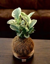 Load image into Gallery viewer, Peperomia / Baby Rubber Plant Kokedama