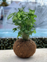 Load image into Gallery viewer, Syngonium Kokedama