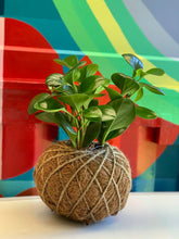 Load image into Gallery viewer, Peperomia / Baby Rubber Plant Kokedama