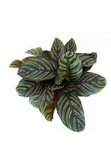 Load image into Gallery viewer, Calathea Ornata Kokedama