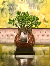 Load image into Gallery viewer, Jade Ovata / Classic Jade Kokedama