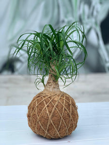 Ponytail Palm - Beaucarnea recurvata - Palma Botella Kokedama