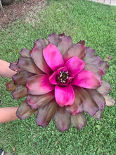 Load image into Gallery viewer, Bromeliad Neoregelia “Voodoo Doll” Kokedama