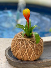 Load image into Gallery viewer, Bromeliad Mini Kokedama - color segun temporada