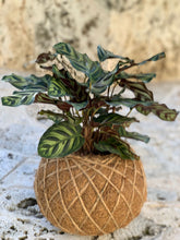 Load image into Gallery viewer, Calathea Makoyana or Peacock Kokedama