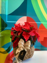 Load image into Gallery viewer, Poinsettia Plant Kokedama