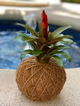 Load image into Gallery viewer, Bromelia Kokedama