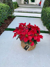 Load image into Gallery viewer, Poinsettia Plant Kokedama