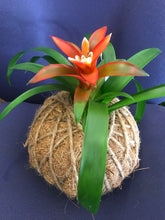 Load image into Gallery viewer, Bromeliad Mini Kokedama - color segun temporada