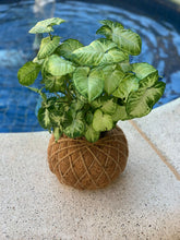 Load image into Gallery viewer, Syngonium Kokedama