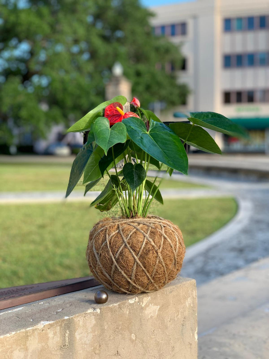 anthurium kokedama Anthurium Plant Kokedama / Anturio – KOKECUTES