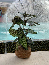 Load image into Gallery viewer, Calathea Makoyana or Peacock Kokedama