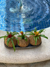 Load image into Gallery viewer, Bromeliad Mini Kokedama - color segun temporada