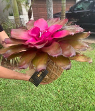 Load image into Gallery viewer, Bromeliad Neoregelia “Voodoo Doll” Kokedama