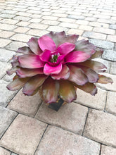 Load image into Gallery viewer, Bromeliad Neoregelia “Voodoo Doll” Kokedama