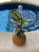 Load image into Gallery viewer, Calathea Majestica “White Star” Kokedama