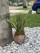 Load image into Gallery viewer, Snake Plant or Mother-in-Law's Tongue Kokedama