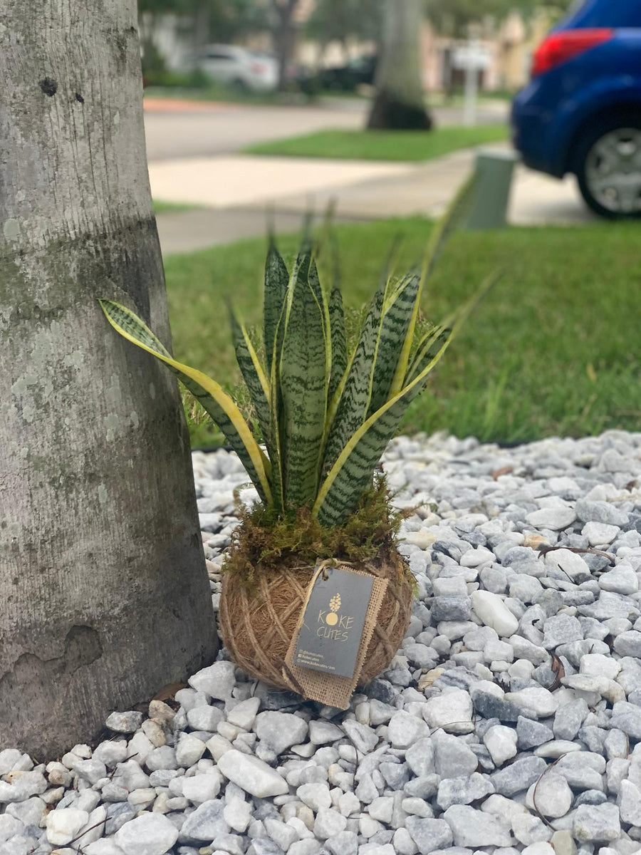 snake plant landscape design Snake Plant or Mother-in-Law's Tongue Kokedama – KOKECUTES