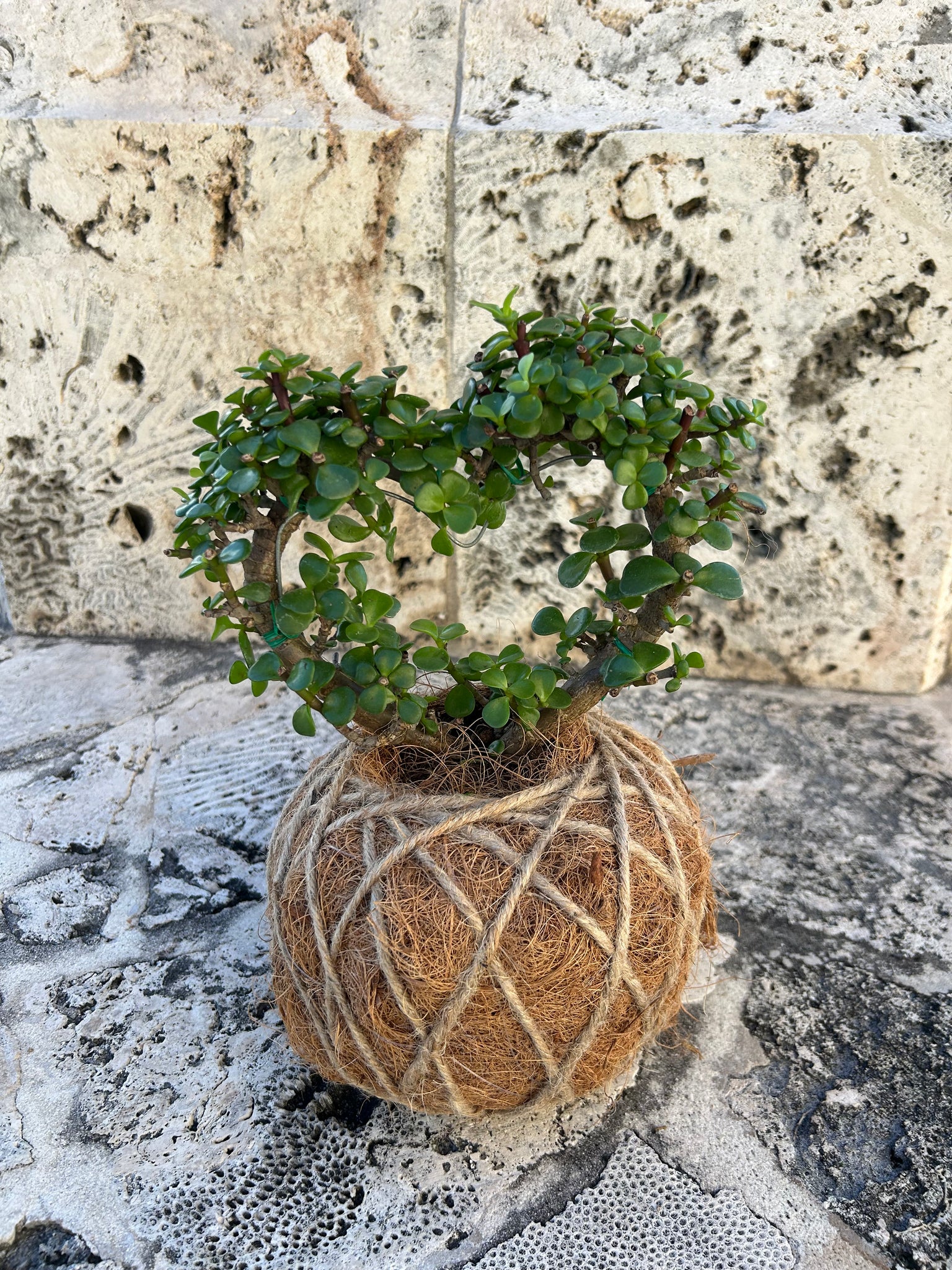 jade plant kokedama Jade, Dwarf Kokedama (Portulacaria afra) – KOKECUTES