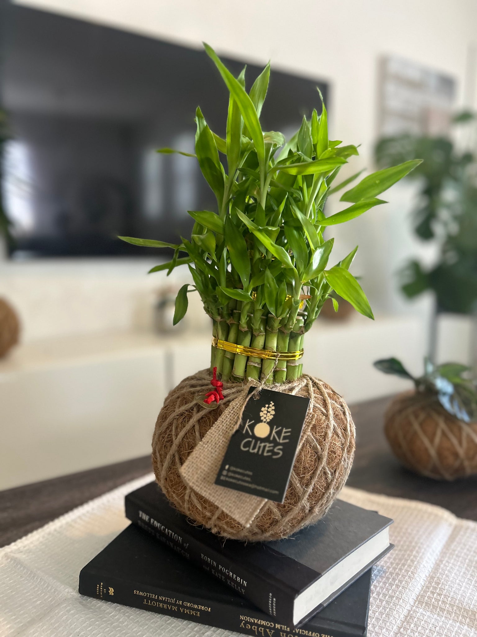 oedema lucky bamboo Lucky Bambú Kokedama – KOKECUTES