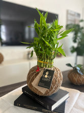 Load image into Gallery viewer, Lucky Bambú Kokedama