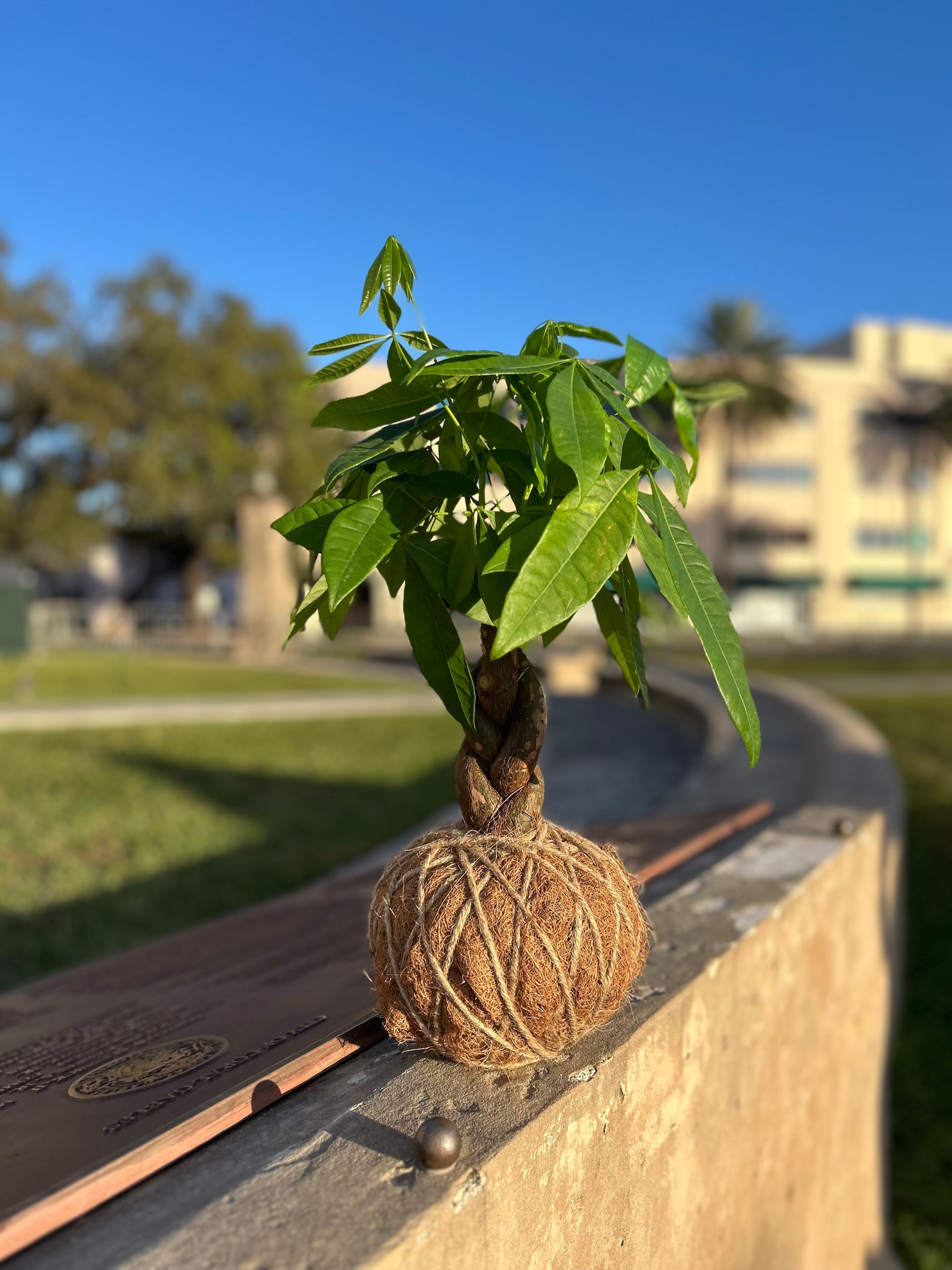 money tree kokedama Money Tree Plant Kokedama – KOKECUTES