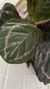 Calathea Dottie Kokedama