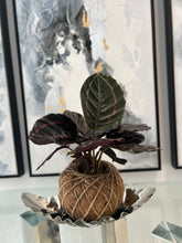 Load image into Gallery viewer, Calathea Dottie Kokedama