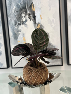 Calathea Dottie Kokedama