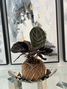 Calathea Dottie Kokedama