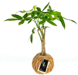 Money Tree Plant Kokedama