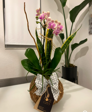Load image into Gallery viewer, Mini Orchid Kokedama