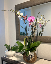 Load image into Gallery viewer, Orchids white and purple