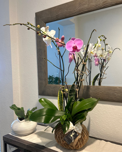 Orchids white and purple
