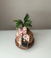 Load image into Gallery viewer, Calathea Freddy