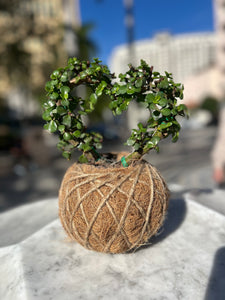 Jade, Dwarf  Kokedama (Portulacaria afra)