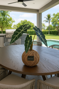 Alocasia Amazónica Polly, African Mask Kokedama