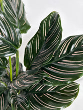 Load image into Gallery viewer, Calathea Ornata Kokedama