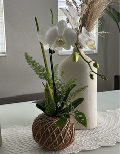 Small Phalaenopsis Orchid Kokedama