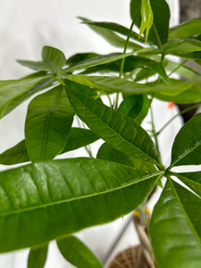 Money Tree Plant Kokedama