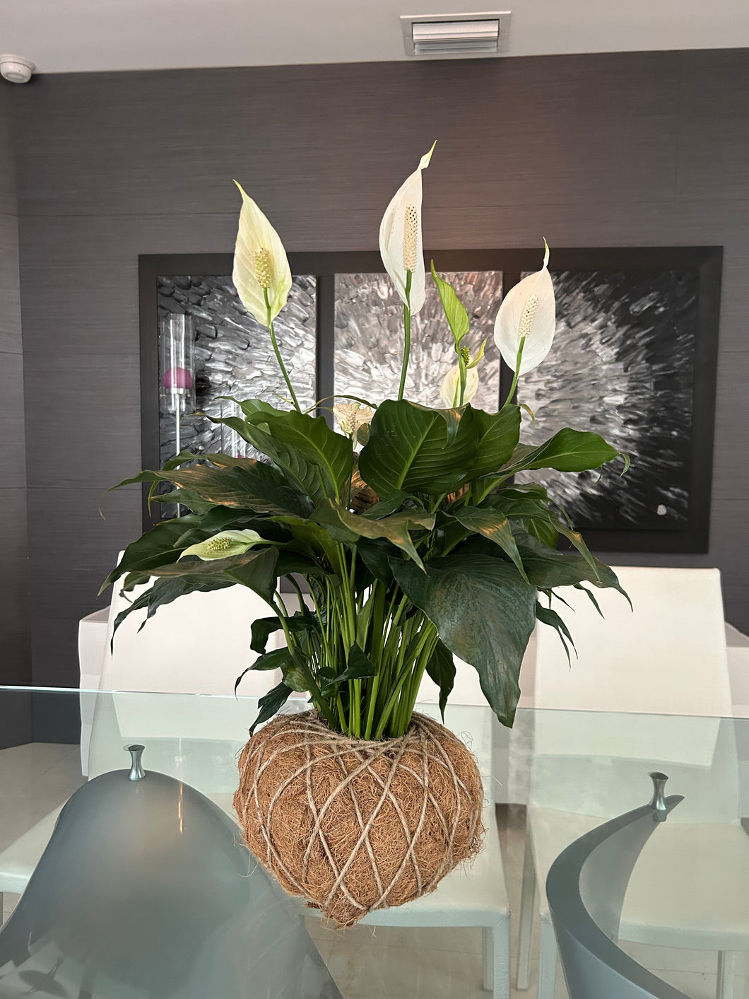 Peace Lily Plant Kokedama Spathiphyllum